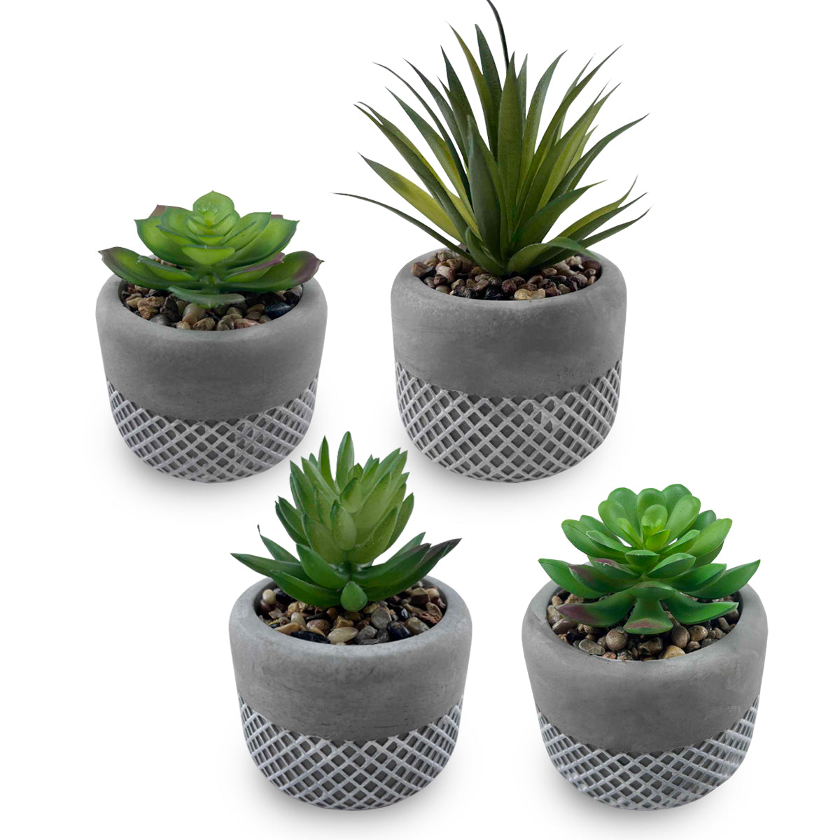 סוקלנטים וקקטוסים בכלי חמר