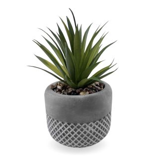 סוקלנטים וקקטוסים בכלי חמר