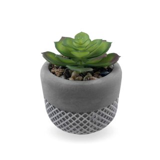 סוקלנטים וקקטוסים בכלי חמר